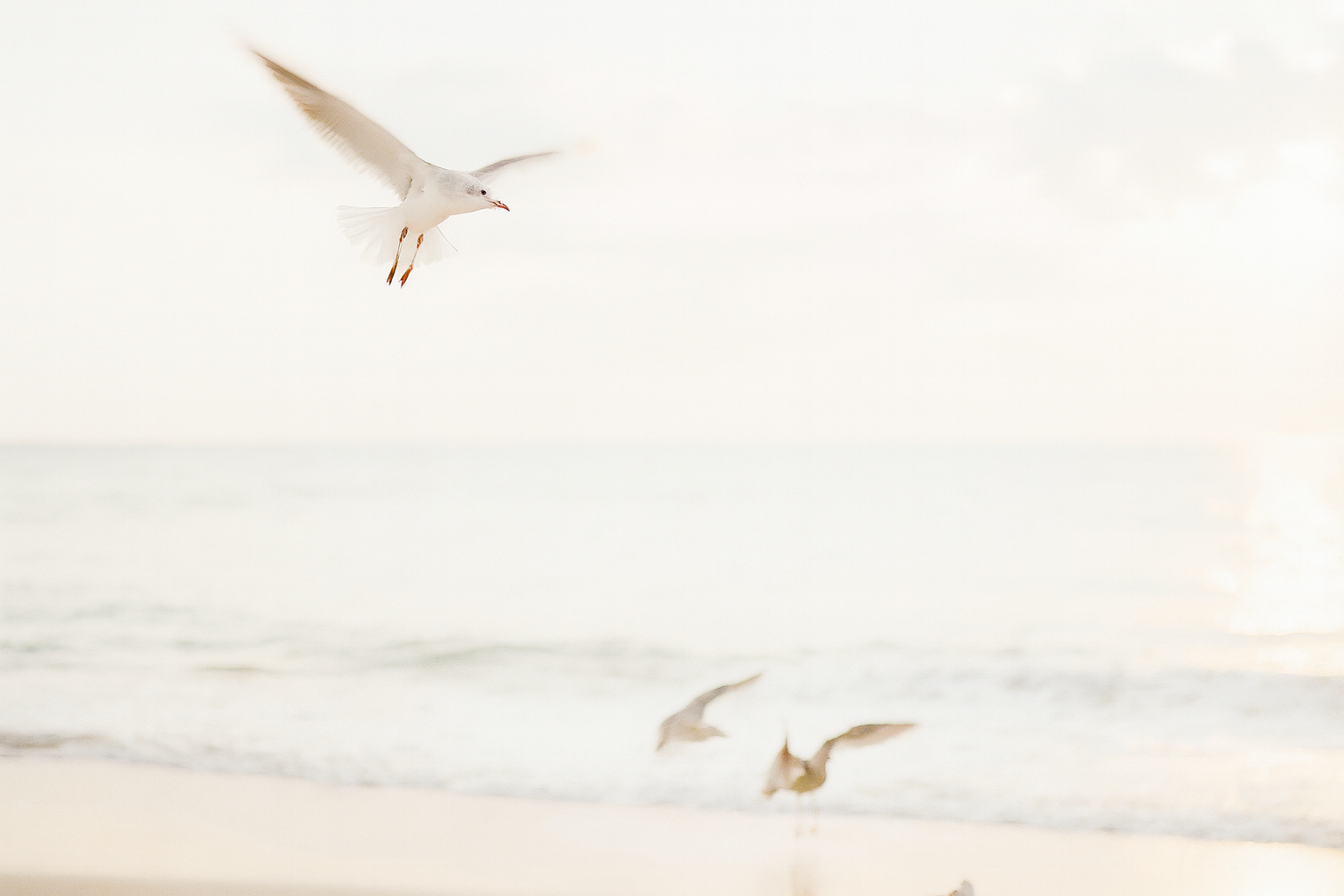 Three birds flying over a beach with a light sky.